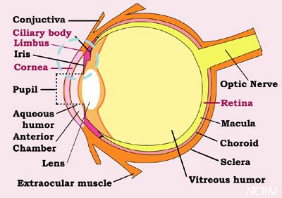 NCRM ophthalmology corneal limbal stem cells tissue culture feeder free technology endothelial ...