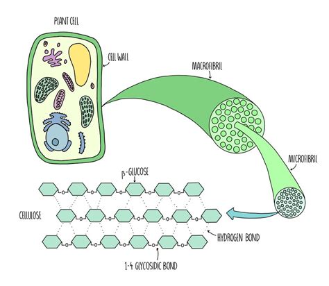 Cellulose In Plants