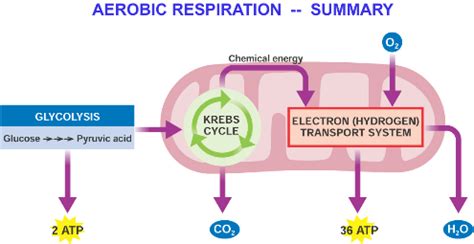 Aerobic Respiration and Respiratory Quotient: Process, Examples, Videos