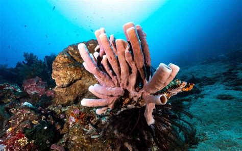 Batu Belah Dive site Tulamben area