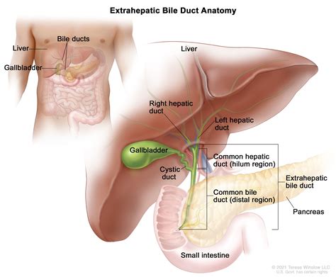 Extrahepatic Bile Duct Anatomy_Winslow - Canadian Liver Foundation