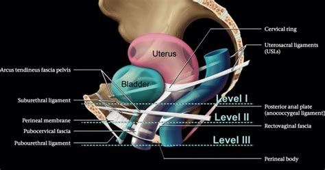 Diagram Of Pelvic Area