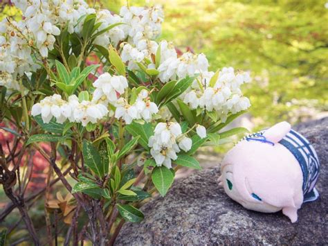 14 Evergreen Shrubs to Create Green Privacy Screens in Your Yard