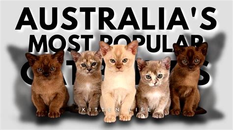 Feline Frenzy: The Most Popular Cat Breeds in Australia in 2023 - Danbi Lovers