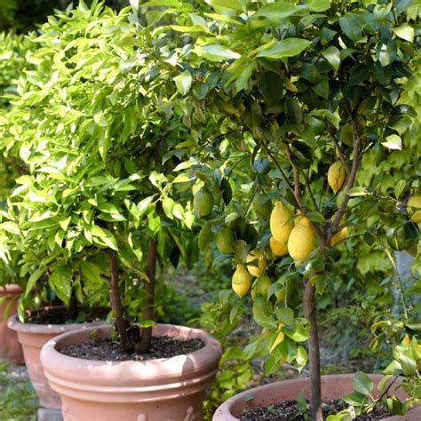 Patio Lemon Tree (Citrus limon) | My Garden Life