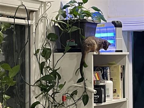 Ring tailed possum (Australia) moved in. : r/aww