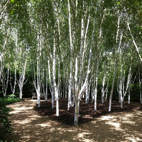 Stunning Himalayan Silver Birch trees at Anglesey Abbey, Cambs | Berke ...