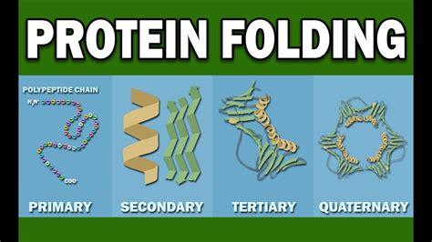 PROTEIN FOLDING - YouTube