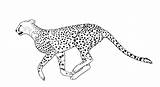 Free Printable Cheetah Coloring Pages For Kids sketch template