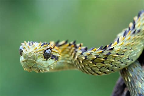 Snake Profile: African Bush Viper (8 Amazing Photos) - Snake Profile