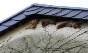 squirrels in attic – KP Wildlife Control