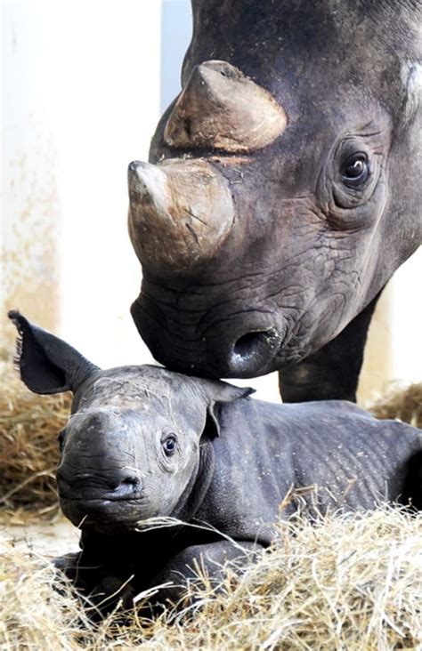 Baby Rhino Steals the Show at Zoo Miami - Neatorama