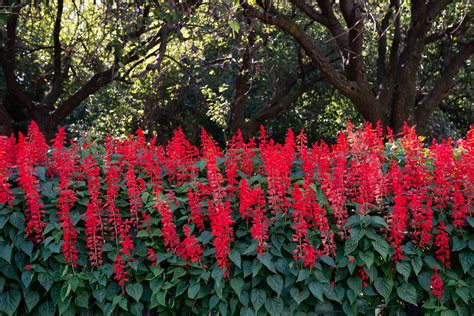 Red Salvia: Plant Care & Growing Guide