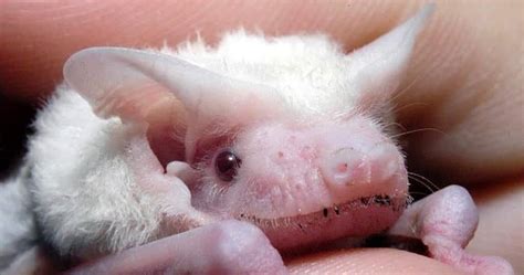 The Truth of the Albino Bat: Fact or Fiction? - GeekExtreme