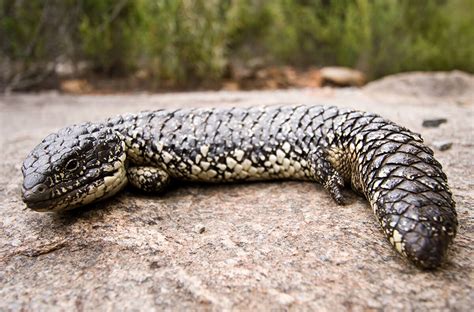 Lizard | San Diego Zoo Animals & Plants