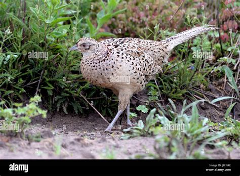 Pheasant hen hi-res stock photography and images - Alamy