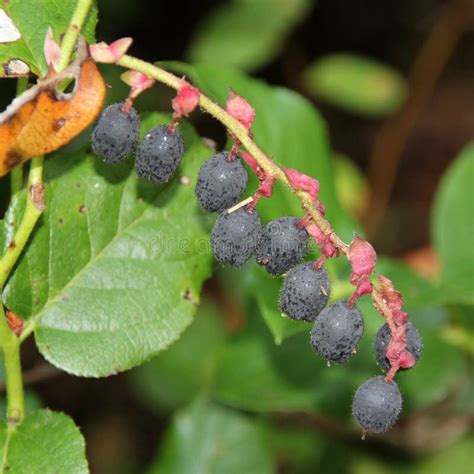 Salal Berries stock photo. Image of leaves, purple, berry - 43698390