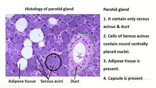 Salivary Gland Duct Histology