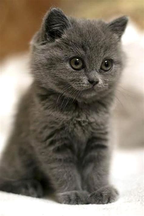 Petit bébé chat tout gris Little baby cat all gray © Photo under Copyright | Super cute kittens ...