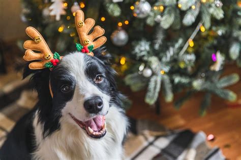 Why You Should Dog-Proof a Christmas Tree