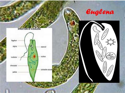 PPT - Euglena PowerPoint Presentation, free download - ID:2324078