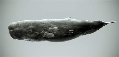 Sperm Whale by Kimsuyeong81 on DeviantArt