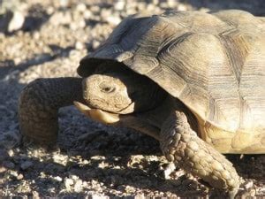 Sonoran Desert Tortoise Feeding And Diet - Reptiles Magazine