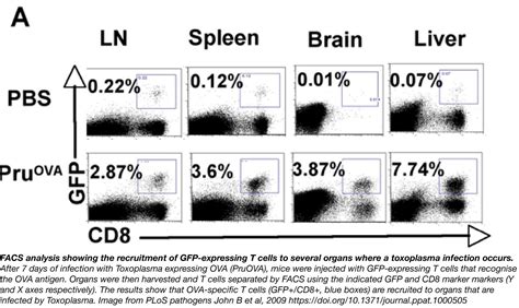 Fluorescent Proteins 101: Monitoring Cell Mobility Using Fluorescent Proteins