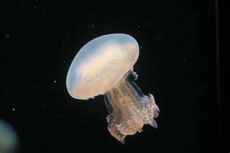 Blubber jellyfish at the Monterey Bay Aquarium • El Octopus Grande