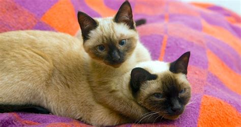 5 Things to Know About Siamese Cats | Cat breeds siamese, Cat breeds, Cat care