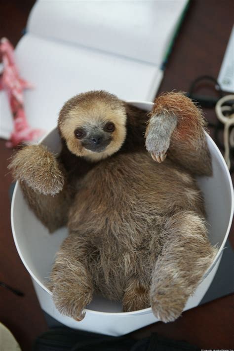 PHOTO: A Sloth In A Bowl! | Cute baby sloths, Sloth, Baby sloth