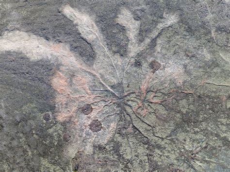 World's oldest fossil trees uncovered in New York - BBC News