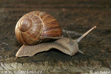 Helix pomatia Pictures, Roman Snail Images, Nature Wildlife Photos | NaturePhoto