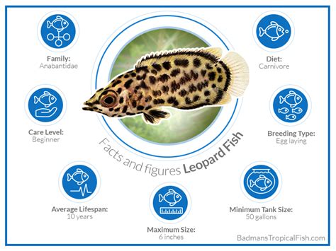 Leopard Fish: A Beginner’s Oddball Fish