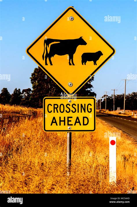 Beware of cattle on road hi-res stock photography and images - Alamy