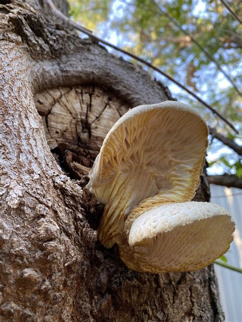 Found on a pecan tree in North Texas : r/mushroomID