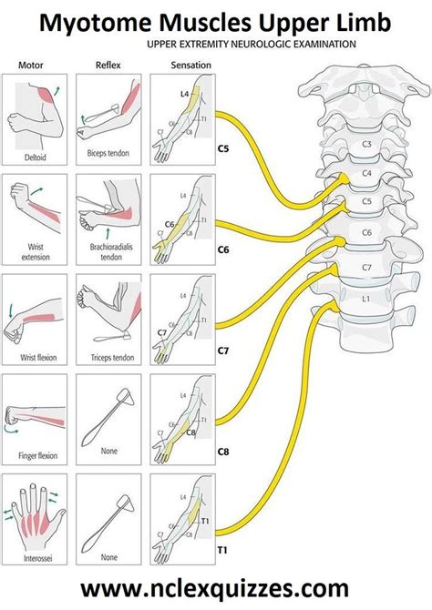 Myotome Muscles Upper Limb Neurological Examination - StudyPK | Medical ...