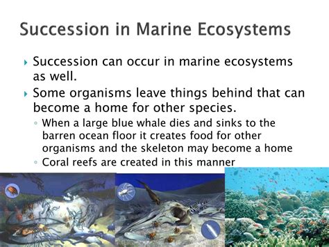 PPT - Aquatic Ecosystems and Succession PowerPoint Presentation, free download - ID:9636402