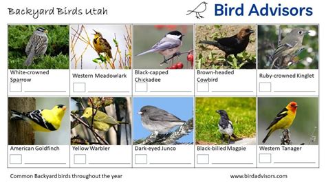 Top 33 Backyard Birds In Utah (Free ID Charts)