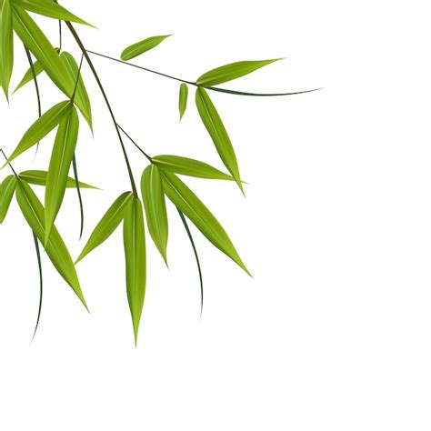 Premium Vector | Bamboo leaves illustration. illustration with isolated objects