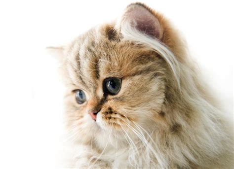 The Truth About Teacup Cats | PetMD