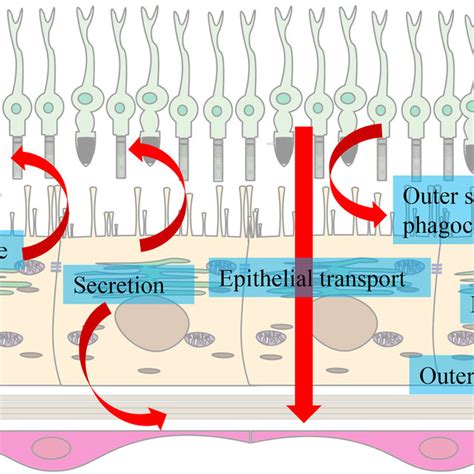 Some of the functions of the retinal pigment epithelium. The retinal... | Download Scientific ...