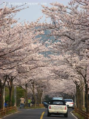 viv: Cherry Blossoms @ Jeju, Korea