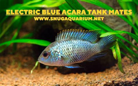 Electric Blue Acara Tank Mates:(#8 You Might NOW KNOW)