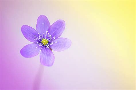 hepatica, blue, flower, blue flower, flowers, tender, spring flower, early bloomer, forest ...