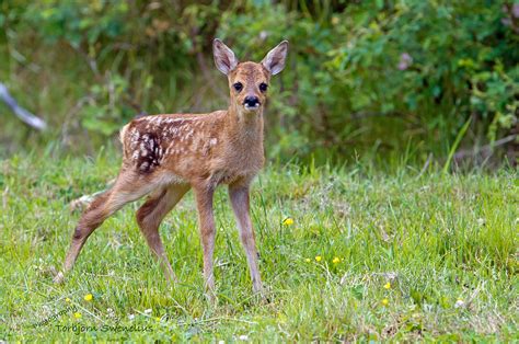 Roe Deer Fawn Photograph by Torbjorn Swenelius