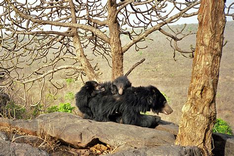 Understanding Sloth Bears — An Interview With Dr. K. Yoganand | Conservation India