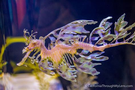 Birch Aquarium at Scripps Institution of Oceanography in La Jolla ...