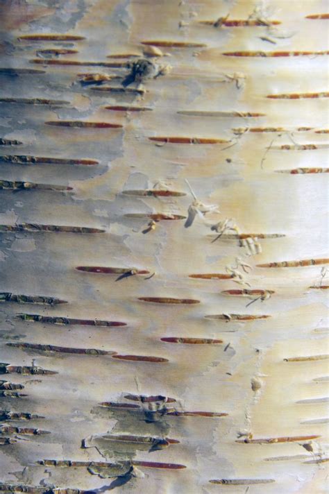 Birch bark, Patterns in nature, Silver birch