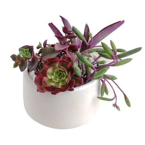 DIY Purple 2" Succulent Arrangement Small Pot - Succulents Box